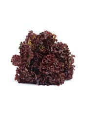  Sla Lollo Rosso Extra