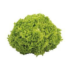  Sla Lollo Verte/Biondo Extra