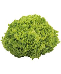 Sla Lollo Verte/Biondo Extra