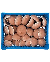  Porto Bello Klasse 1