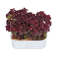Koppert Cress Shiso Purper