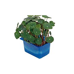 Koppert Cress Shiso Zorri Solitair