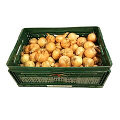  Uien Grof