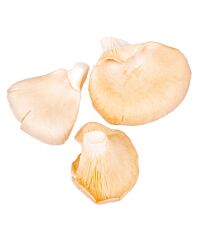  Oesterzwammen Gesneden 5 Mm