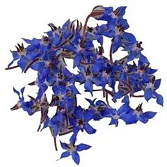 Van Vugt Bloem Borage Per Bakje