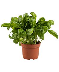  Basilicum Megapot
