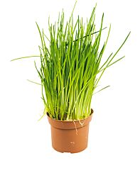  Bieslook Pot