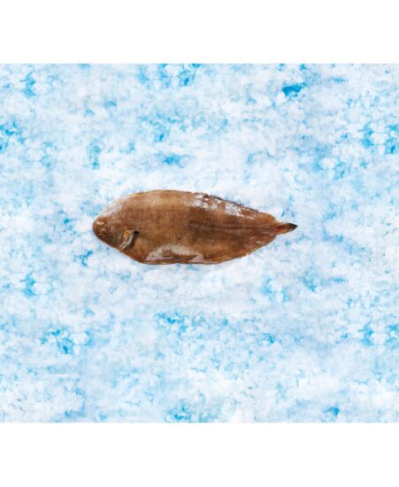 47 200 26_Noordzeetong.jpg