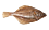 Schar